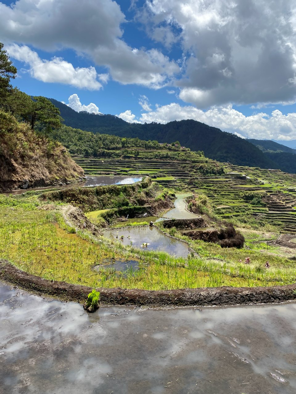 Groene rijstterrassen in Noord-Luzon, Filipijnen